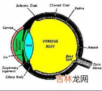 玻璃体视网膜玻璃体膜在视网膜脱离中起什么作用