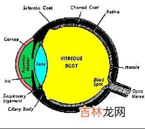 玻璃体视网膜玻璃体膜在视网膜脱离中起什么作用