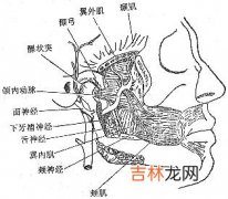 哪儿是翼下颌间隙其感染有什么临床特点