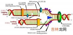 真菌特异性通用引物的聚合酶链反应系统的实验与临床研究