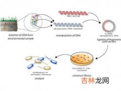 三种方法分离新生隐球菌RNA及其评价