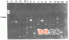 新生隐球菌的PCR指纹分析