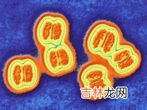 新生隐球菌随机扩增DNA指纹分型研究