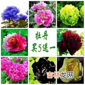 从芦苇等植物及土壤中分离孢子丝菌的研究