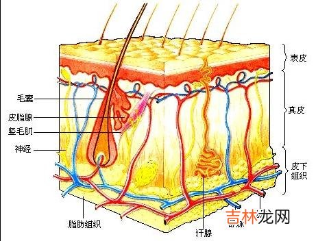 表皮角朊细胞和真皮成纤维细胞血小板衍生生长因子的产生及调节