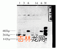 172株解脲支原体的血清学分型研究