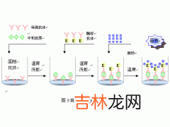 银屑病患者血清中肿瘤坏死因子和透明质酸及层粘连蛋白的检测