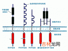 胰岛素样生长因子Ⅰ型受体蛋白及增殖细胞核抗原在银屑病皮损中的表达