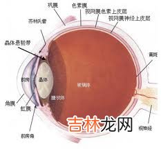 眼的附属器包括哪些组织