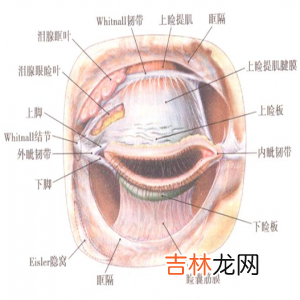 常用的上睑下垂手术有哪些各自的优缺点及适应症是什么