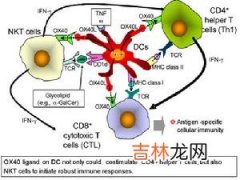 肿瘤坏死因子受体Ⅱ在郎格罕细胞迁移中的作用