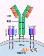 系统性红斑狼疮患者T淋巴细胞亚群Fas及bcl-2抗原的表达