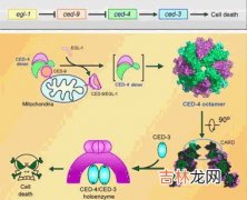 系统性红斑狼疮患者淋巴细胞凋亡的研究