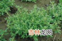 复方蛇草汤治疗寻常痤疮的临床与实验研究