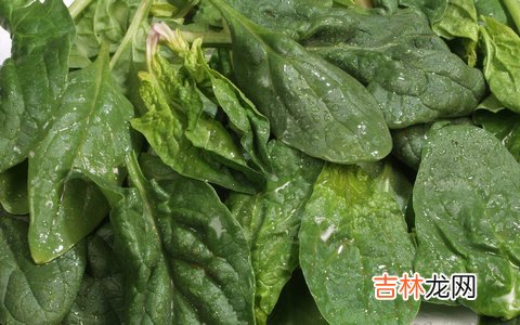 菠菜有哪些养颜美肤功效