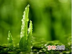 教你用白果和芦荟去除额头痘