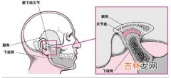颞下颌关节的构造和功能是什么