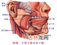 慢性复发性腮腺炎有什么临床表现