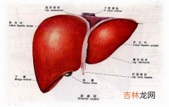 药物性肝损害55例