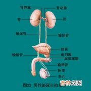 男性泌尿生殖器念珠菌感染154例