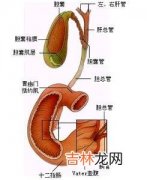 胆囊十二指肠瘘32例诊治经验