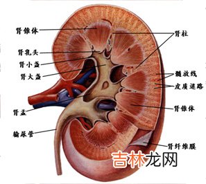 持续性肾脏替代治疗肾功能不全12例