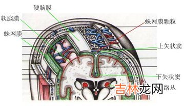 外伤性蛛网膜下腔积血15例