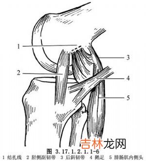 动静结合修复膝关节内侧副韧带损伤8例