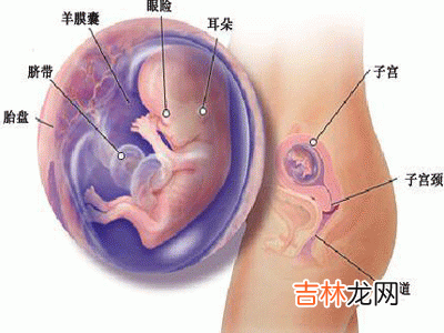 妊娠前后单纯服用叶酸对神经管畸形的预防效果