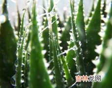 惊人美肤能量破解20大花草护肤密语