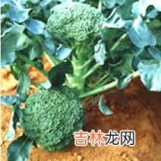 养颜美食巧克力护肤法