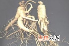 选择人参有讲究