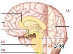 科学家吃素过多对大脑不利易患脑萎缩