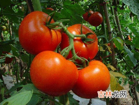 西红柿鲜荔枝等食物不宜放冰箱