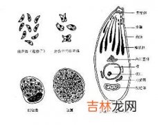 养猫者易感染弓形虫应谨防患精神分裂症