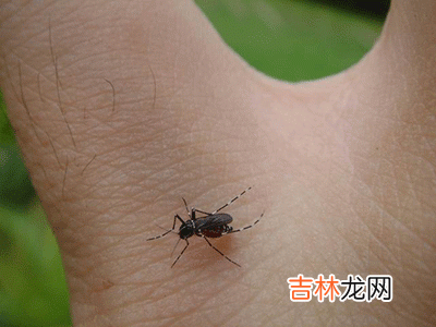 气候变化加剧全球疾病传播登革热或将增多