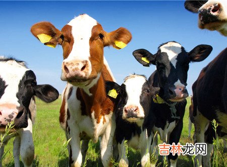 京城白领流行养牛族专家称很不卫生