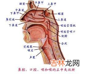 专家患有慢性咽炎的人群应慎吃火锅