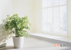 52种常见植物可引发癌症不宜室内培育