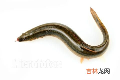 吃泥鳅可以壮阳