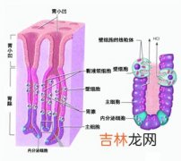 现炒茶中醛类醇类物质高会刺激胃粘膜