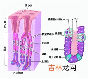 现炒茶中醛类醇类物质高会刺激胃粘膜