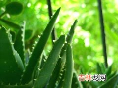 中医美白护肤的4个小偏方