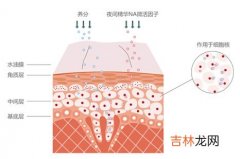 解决冬季保湿5个疑问肌肤再不起皮