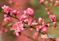 鲜花美容成时尚