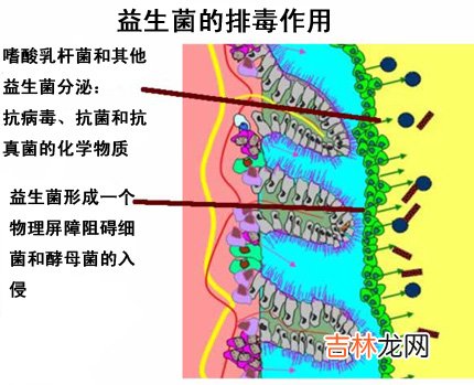 排毒解毒以及调补美容