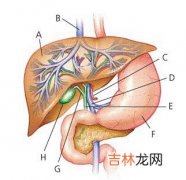 病毒性肝炎患者的饮食原则