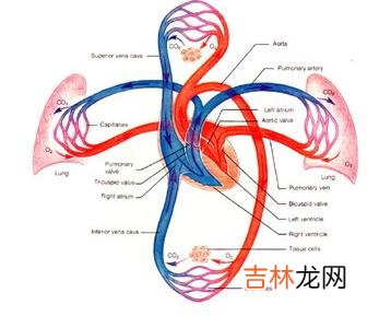 专家认为心血管疾病介入治疗手段亟待规范