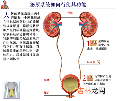晚餐吃得太迟易患尿结石
