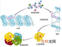 蛋白质摄入不足的主要危害